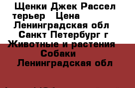 Щенки Джек Рассел терьер › Цена ­ 12 000 - Ленинградская обл., Санкт-Петербург г. Животные и растения » Собаки   . Ленинградская обл.